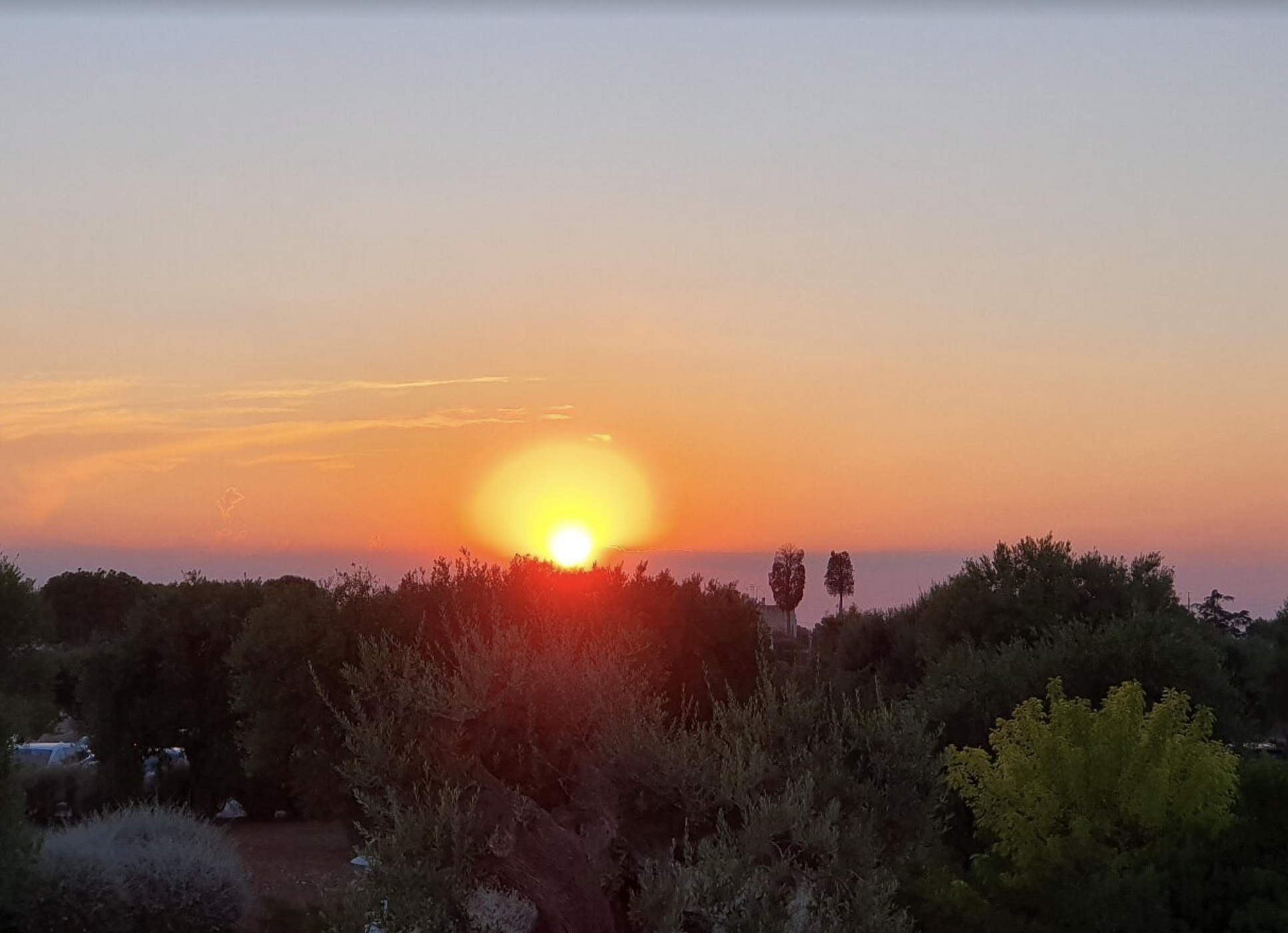 Tramonto sul mare visto tra gli ulivi